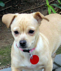 Chiweenie Dogs for adoption in Antioch, CA, USA