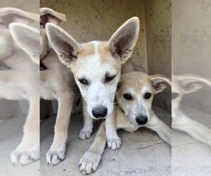 Siberian Husky-Unknown Mix Dogs for adoption in Oklahoma City, OK, USA