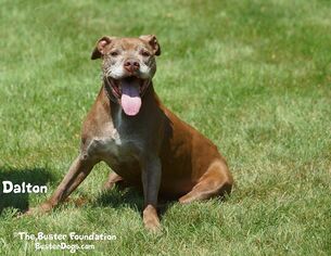 American Pit Bull Terrier Dogs for adoption in Belleville, MI, USA