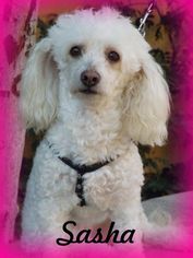 Medium Photo #1 Bichon Frise-Unknown Mix Puppy For Sale in Anaheim Hills, CA, USA