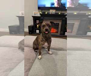 Chiweenie Dogs for adoption in pomfret, CT, USA