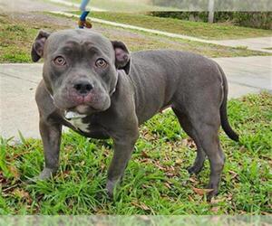 American Staffordshire Terrier Dogs for adoption in Fort Lauderdale, FL, USA