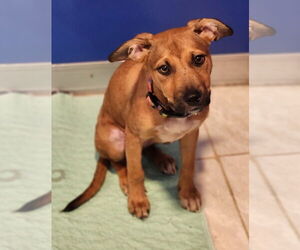 Labrador Retriever-Unknown Mix Dogs for adoption in Walnutport, PA, USA