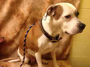 Bulloxer Dogs for adoption in Forestville, MD, USA