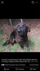 Borador Dogs for adoption in Brooksville, FL, USA