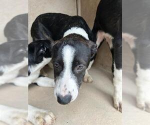 Border Collie-Unknown Mix Dogs for adoption in Oklahoma City, OK, USA