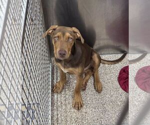 Huskies -Unknown Mix Dogs for adoption in Martinsburg, WV, USA