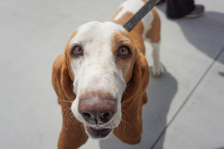 Basset Hound Dogs for adoption in San Diego, CA, USA
