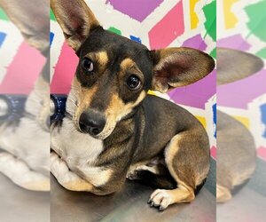Chihuahua Dogs for adoption in Baytown, TX, USA