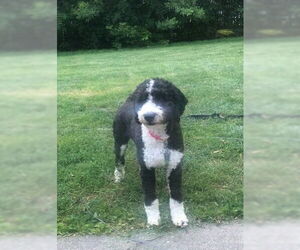 Bernese Mountain Dog Dogs for adoption in Wheaton, IL, USA