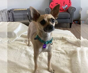 Chihuahua-Unknown Mix Dogs for adoption in Fargo, ND, USA