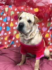 Chinese Shar-Pei Dogs for adoption in Paris, ME, USA