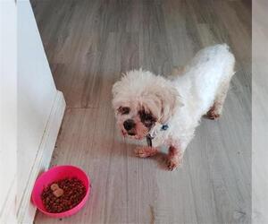 Maltese-Unknown Mix Dogs for adoption in San Antonio, TX, USA