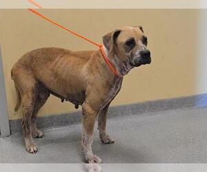 Boxador Dogs for adoption in Orange, CA, USA