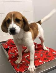 Bagle Hound Dogs for adoption in Asheville, NC, USA