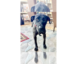 American Pit Bull Terrier-Unknown Mix Dogs for adoption in Brewster, NY, USA