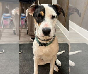 Mutt Dogs for adoption in Emmett, ID, USA