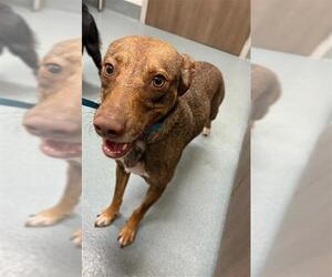 Chihuahua Dogs for adoption in Baytown, TX, USA