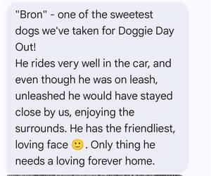 Australian Shepherd-Collie Mix Dogs for adoption in Martinsburg, WV, USA