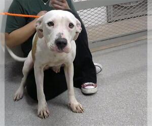 American Pit Bull Terrier-Unknown Mix Dogs for adoption in Pasadena, TX, USA
