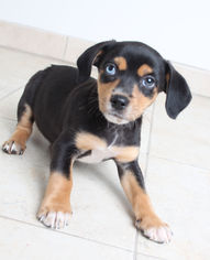 Doxle Dogs for adoption in Eden Prairie, MN, USA
