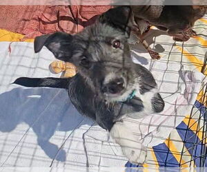 Mutt Dogs for adoption in Chico, CA, USA