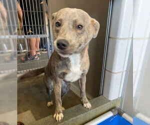 American Staffordshire Terrier-Unknown Mix Dogs for adoption in San Antonio, TX, USA