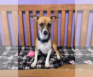 Mutt Dogs for adoption in Genesee, WI, USA