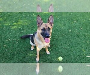 German Shepherd Dog-Unknown Mix Dogs for adoption in Corona, CA, USA