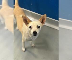Chihuahua-Unknown Mix Dogs for adoption in Visalia, CA, USA
