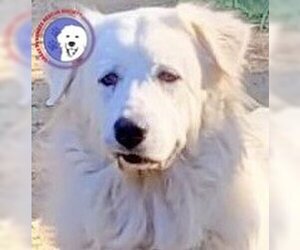 Great Pyrenees Dogs for adoption in Spring, TX, USA
