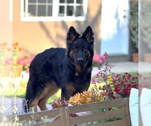 German Shepherd Dog Dogs for adoption in Cupertino, CA, USA
