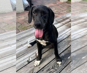 Pointer-Unknown Mix Dogs for adoption in Sanford, FL, USA