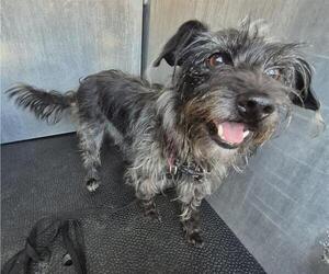 Mutt Dogs for adoption in San Antonio, TX, USA