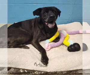 Mutt Dogs for adoption in Bristol, CT, USA