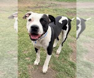 Mutt Dogs for adoption in Riverside, CA, USA