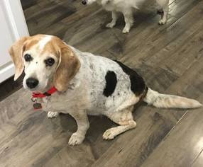 Beagle Dogs for adoption in Rathdrum, ID, USA