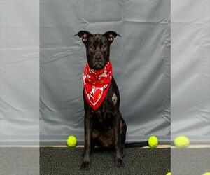 Labrottie Dogs for adoption in Sanford, FL, USA