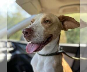 Black and Tan Coonhound-Labrador Retriever Mix Dogs for adoption in Denison, TX, USA