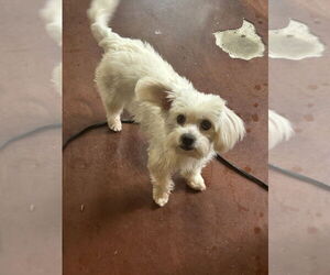 Maltipoo (Miniature) Dogs for adoption in San Diego , CA, USA
