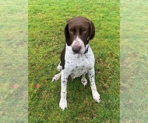 German Shorthaired Pointer Dogs for adoption in Seattle, WA, USA
