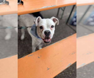 Boxer-Unknown Mix Dogs for adoption in Minneapolis, MN, USA