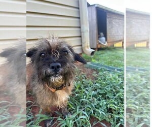 Cairn Terrier-Unknown Mix Dogs for adoption in Mooresville, NC, USA