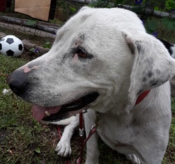 Dalmatian-Labrador Retriever Mix Dogs for adoption in Pipestem, WV, USA