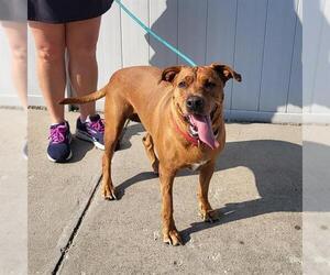 American Pit Bull Terrier-Labrador Retriever Mix Dogs for adoption in Louisville, KY, USA