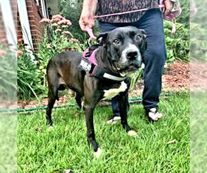 Staffordshire Bull Terrier Dogs for adoption in Rutherfordton, NC, USA