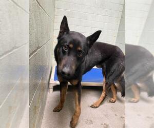 German Shepherd Dog Dogs for adoption in Stockton, CA, USA
