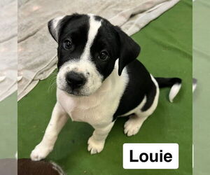 Miniature Schnauzer-Unknown Mix Dogs for adoption in Mooresville, NC, USA