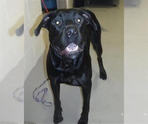 Rottweiler-Unknown Mix Dogs for adoption in Sanford, FL, USA