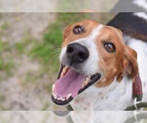 American Foxhound Dogs for adoption in Gainesville, FL, USA